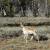 Mule Deer in Bryce Canyon
